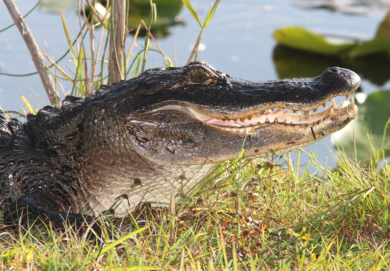 Alligator